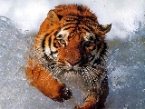 tiger_3