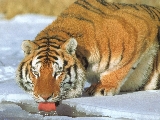 tiger_4