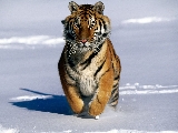 tiger_5