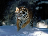 tiger_6