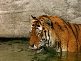 tiger_in_water-1920x1200
