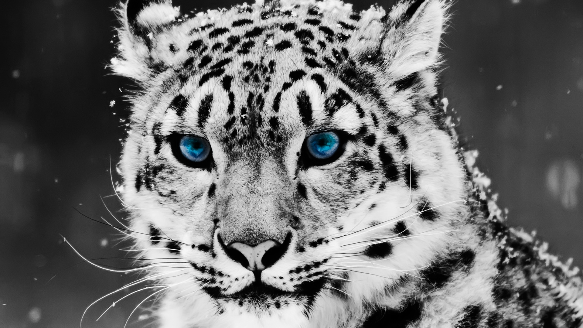 zwierzeta - koty - snow_leopard-1920x1080