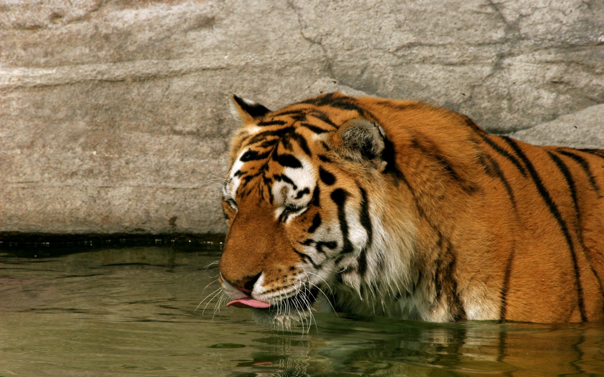zwierzeta - koty - tiger_in_water-1920x1200