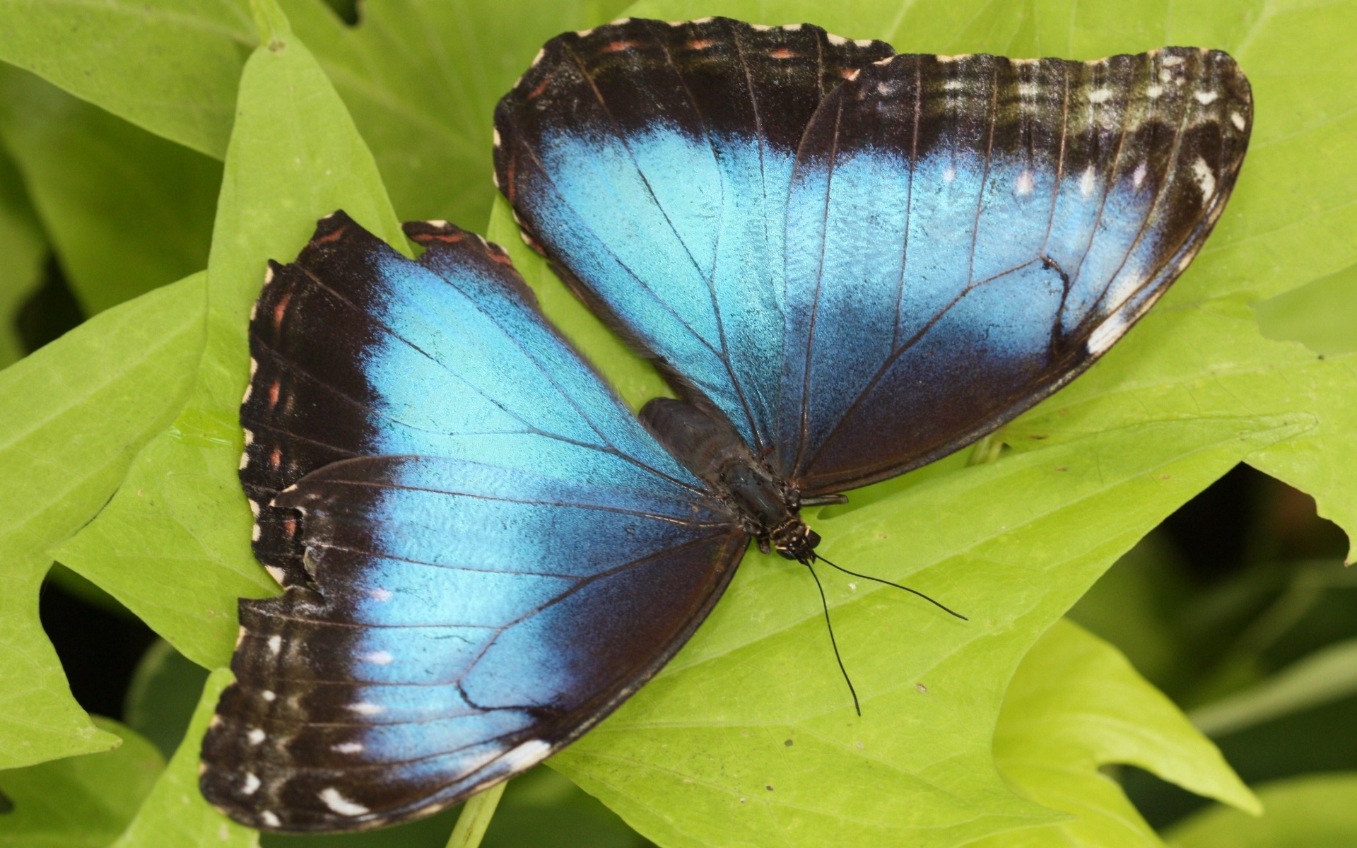 zwierzeta - owady - blue_beauty-1920x1200