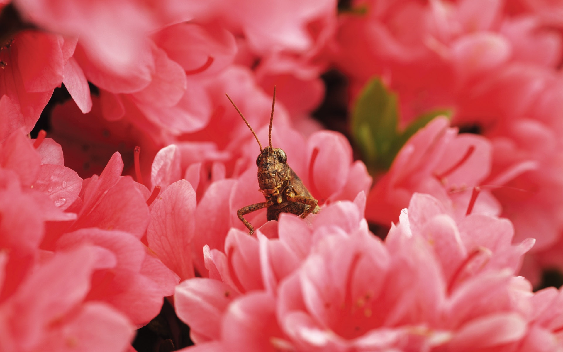 zwierzeta - owady - bug_in_red_flowers-1920x1200