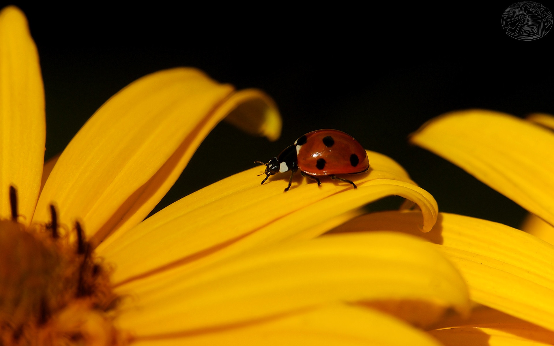 zwierzeta - owady - ladybug-1920x1200