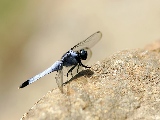 black_dragonfly-1920x1200