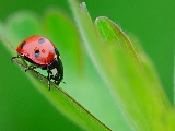 bug_on_leaf-1680x1050