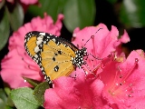 butterfly_on_a_rose-1280x800