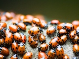 cute_ladybugs-1920x1200
