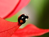 dark_ladybug-1920x1200