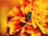 fly_on_flower-1920x1200