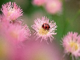 ladybug_on_flower-1920x1200