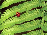 ladybug_on_leaves_2-1920x1200
