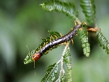 long_caterpillar-1920x1200