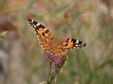 orange_butterfly_3-1920x1200