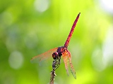red_dragonfly-1920x1200