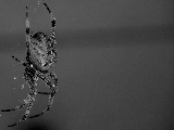 spider_intimidation-2560x1600