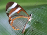 transparent_butterfly-1920x1200