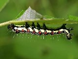 upside_down_caterpillar-1920x1200