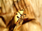 yellow_bug-1920x1200