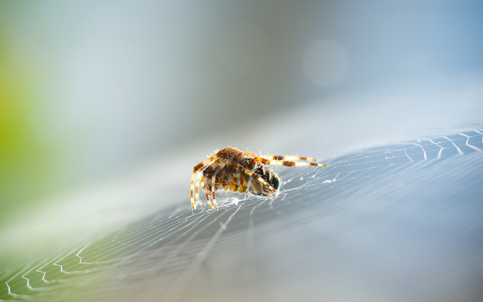 zwierzeta - owady - web_and_spider-1680x1050