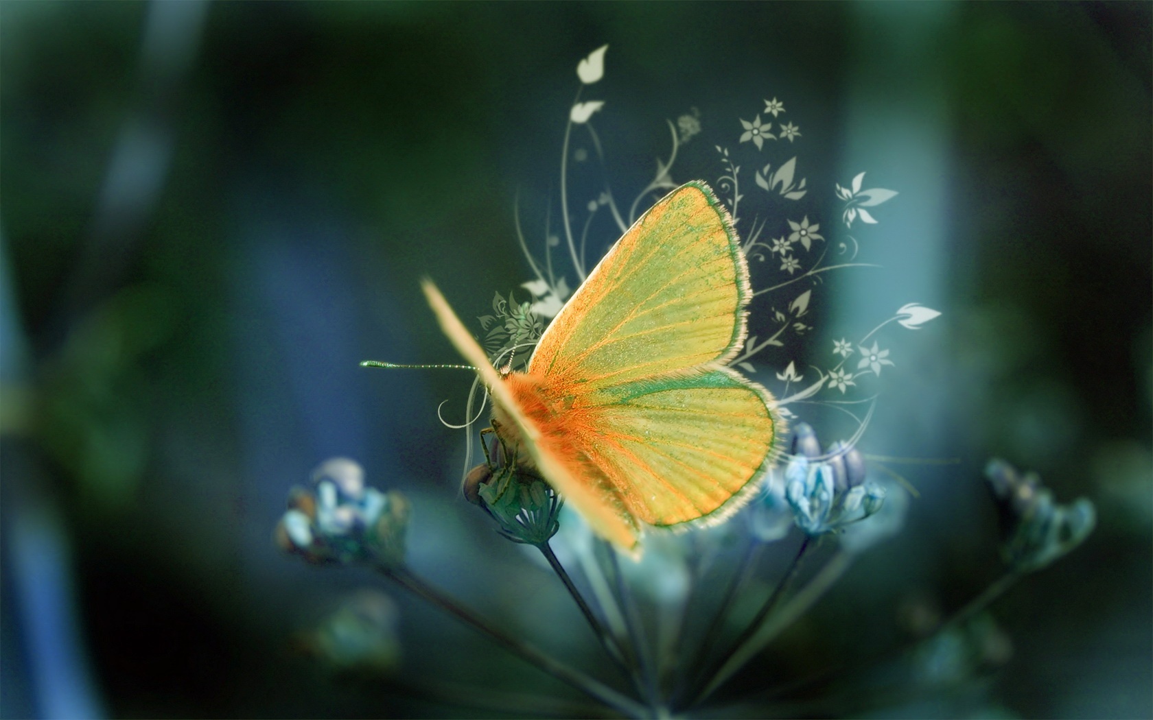 zwierzeta - owady - yellow_butterfly_2-1680x1050