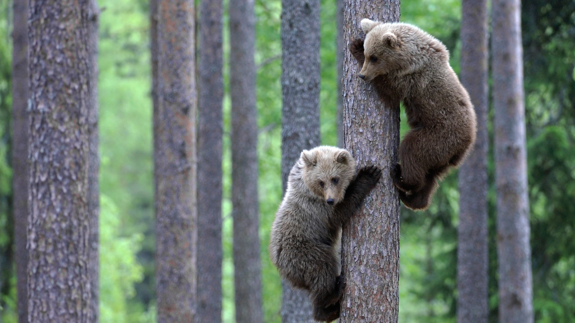 zwierzeta - pozostale - bear_cubs_climbing-1920x1080