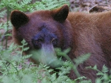 bear_7