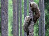bear_cubs_climbing-1920x1080