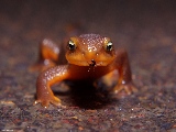 close_up_frog-1280x800