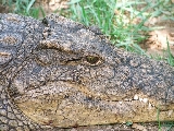 crocodile_1