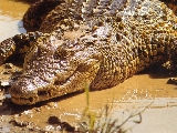crocodile_3