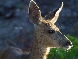 deer_1