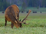 deer_2