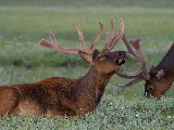 deer_3