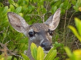 deer_4