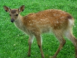 deer_5