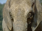 elephant_1