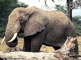 elephant_4