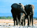 elephant_5