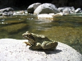 frog_6