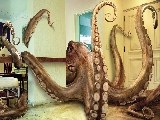 giant_squid_inside-1680x1050