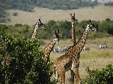 giraffe_trio_at_dawn-1920x1200