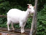 goat_1