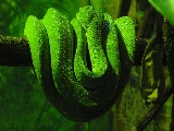 green_snake_3-1920x1200