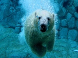 polar_bear-1920x1080