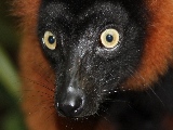 red_ruffed_lemur-1920x1200