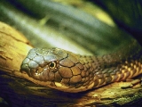 snake_1
