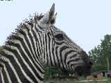 zebra_4